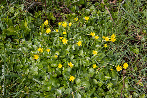 Lesser celandine flower, ficaria verna