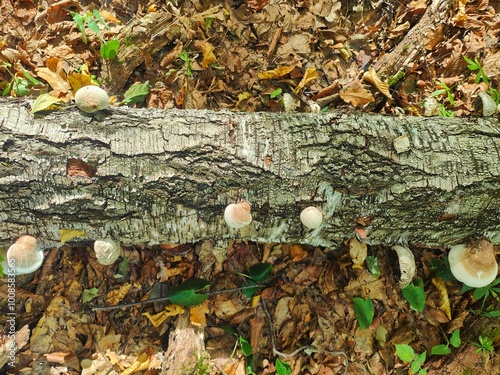 White inedible mushroom growing on log. Fungi growing out of the side of a fallen tree.