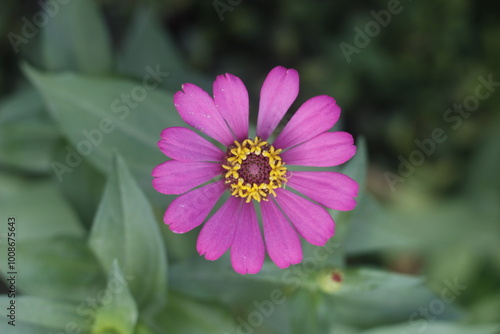 close-up shot from above a Purple Zinnia elegans (syn. Zinnia violacea)