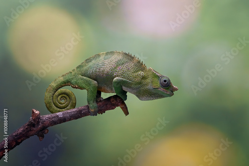  Fischer chameleon on a tree branch