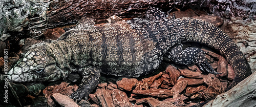 Black and white argentinian teju. Latin name - Tupinambis merianae