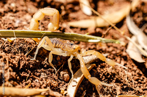 scorpions 