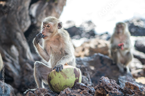 japanese macaque sitting on a rock