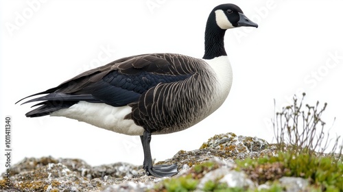 brent goose pauses at the water's edge, its elegant black-and-white feathers contrasting beautifully with the calm environment, epitomizing nature's artistry and grace.