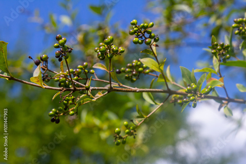 Wild privet or common privet or European privet Ligustrum vulgare fruit and berries isolated on a natural green background