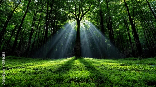 A photostock images of a forest with sunlight streaming through the trees