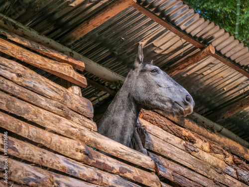 Tête d'un cheval gris apparaissant à la fenêtre d'une cabane en bois et tôle