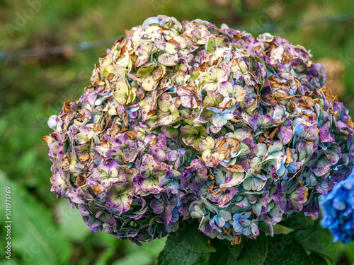 Tête de fleur d'hortensia fanée aux couleurs pastel passées