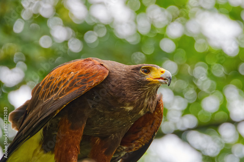 Eagle, large bird of prey with a massive hooked bill and long broad wings in brown color