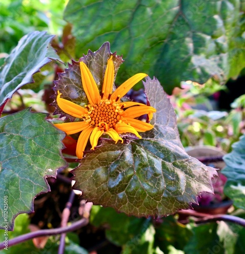 Closeup of the bright gold flower of 'Othello' ligularia plant