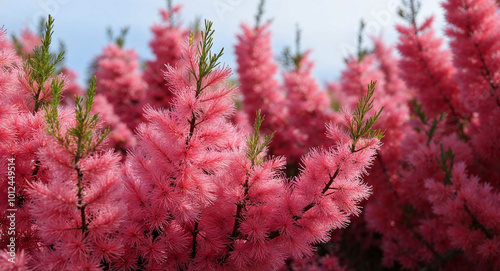 Pink balsam flowers background