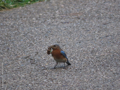 robin on the ground