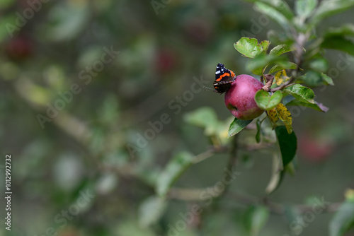 Admiral butterfly on a red apple on a branch. 