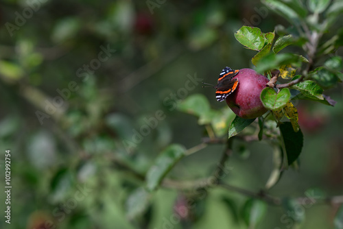 Admiral butterfly on a red apple on a branch. 