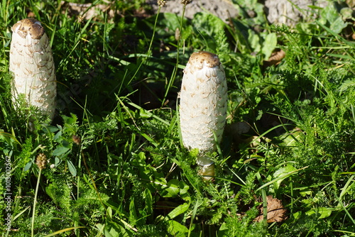 Fruiting body of shaggy ink cap, lawyer's wig, shaggy mane, Coprinus comatus in the grass. Family Agaricaceae. Autumn, October, Netherlands