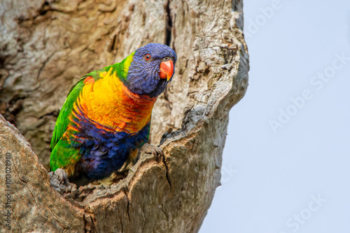 Rainbow Lorikeet (Trichoglossus moluccanus)