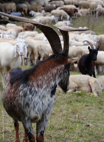 mighty billy goat with long large horns in the middle of a herd of sheep grazing in the meadow