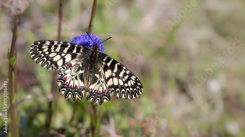 Southern feston - Zerynthia polyxena