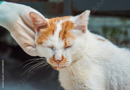 A gentle hand caresses a shelter cat enjoying affection at the animal rescue facility