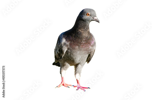 Full body of standing pigeon bird isolated on transparent background.