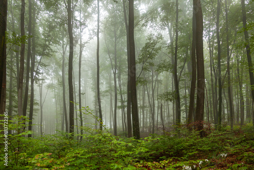 Green foggy morning forest landscape with beech trees.