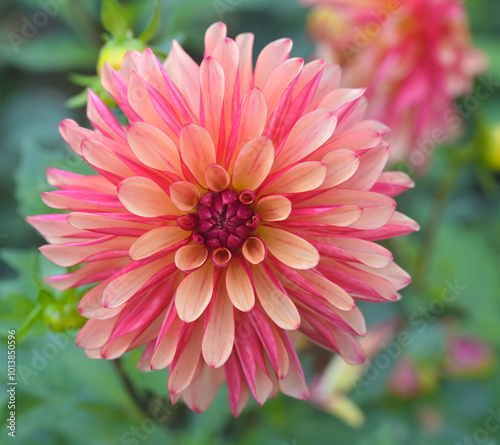 Beautiful close-up of an orange-red dahlia flower