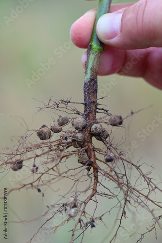 Legume roots containing nitrogen fixing bacteria on soybean.