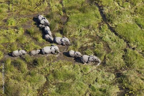 African Elephants (Loxodonta africana), breeding herd, roaming in a freshwater marsh, aerial view, Okavango Delta, Botswana, Africa