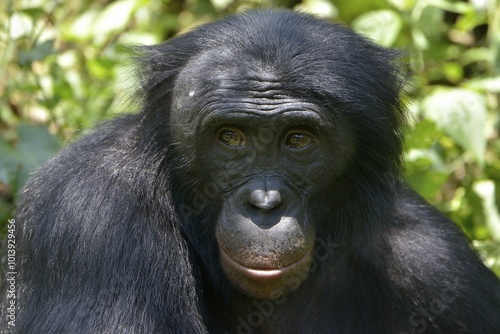 Bonobo (Pan paniscus), portrait, Lola ya Bonobo Sanctuary, Kimwenza, Mont Ngafula, Kinshasa, Democratic Republic of the Congo