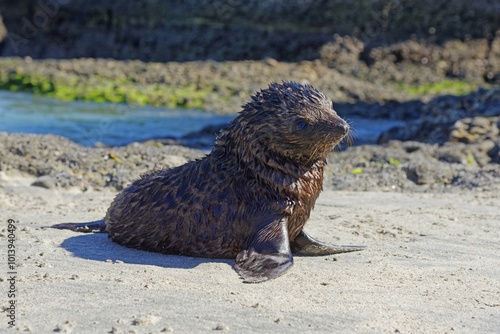 Young New Zealand Fur Seal (Arctocephalus forsteri) on Wharakari beach, Cape Farewell, Southland, New Zealand, Oceania