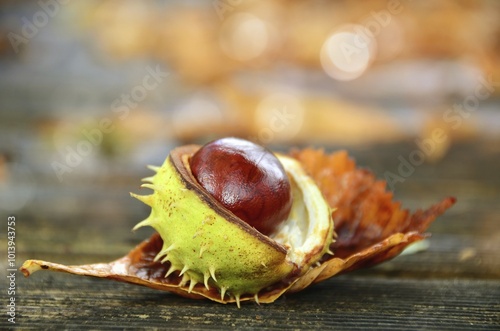 Burst chestnut (Castanea) with shell, symbolic picture autumn, Germany, Europe