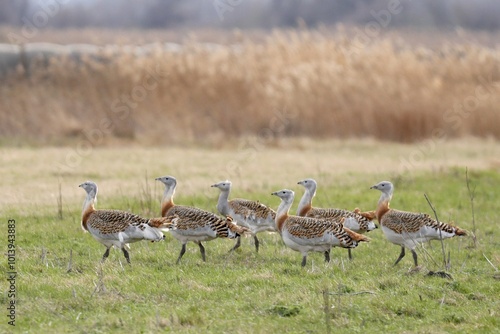 Great bustards (Otis tarda) in a meadow, Andau, Burgenland, Austria, Europe