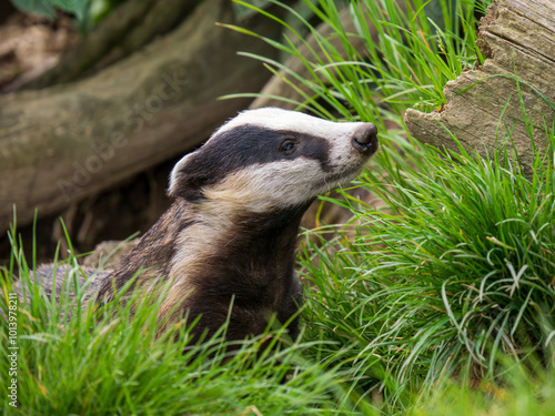 Badger ( Meles meles ) in Grass