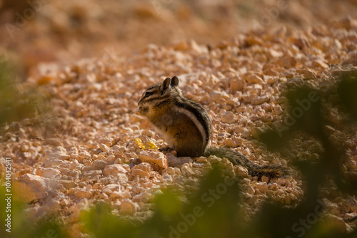 Cute Uintah Chipmunk eating at Bryce Canyon National Park