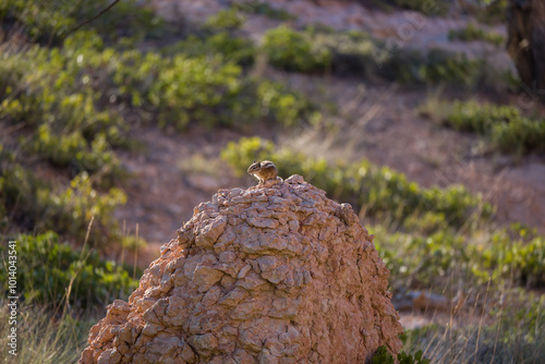 Uintah Chipmunk at Bryce Canyon National Park