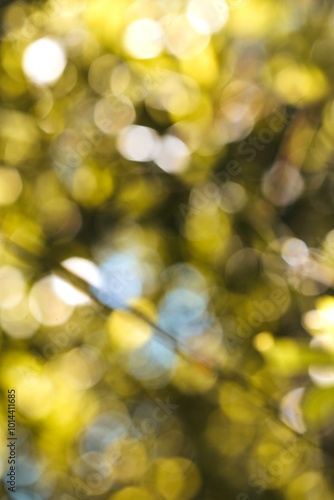 Natural bamboo tree and sky bokeh image