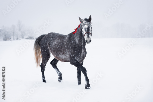 grey horse trotting through the snow in winter