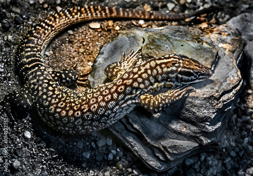 Ridge-tailed monitor. Latin name - Varanus acanthurus