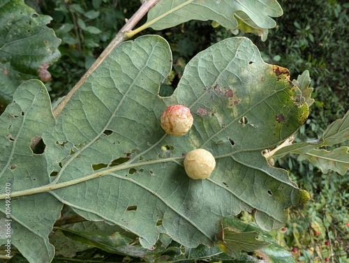 Cherry galls on Oak, caused by the gall wasp Cynips quercusfolii