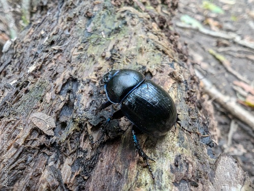 A Dor Beetle (Geotrupidae) in a British woodland