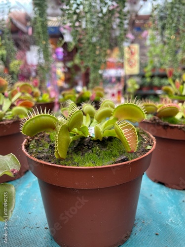 dionea venus flytrap plants mini in clay pot