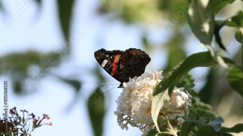 Red Admiral butterfly in a garden