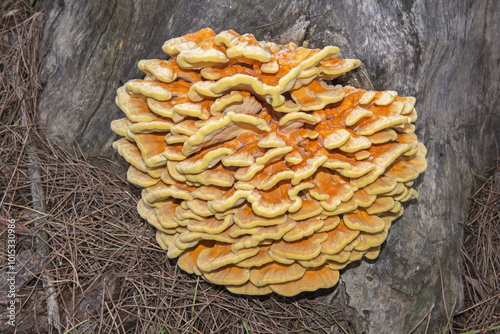 Laetiporus sulphureus, fungo pollo dei boschi