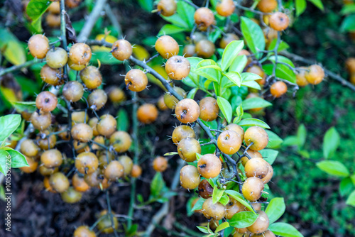 Ora-pro-nóbis Pereskia aculeata with ripe fruits and thorns on the surface