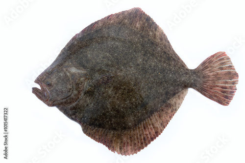 Black Sea turbot (Psetta maeotica) demersal fish. Azov smaller subspecies of flounder Scophthalmus maeoticus torosus adapted to fine-sanded bottom, adaptive behaviour, disruptive coloration. Isolated