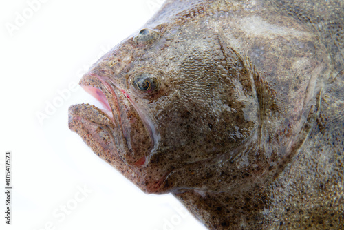 Black Sea turbot (Psetta maeotica) demersal fish. Azov smaller subspecies of flounder Scophthalmus maeoticus torosus adapted to fine-sanded bottom, disruptive coloration. Head isolated on white