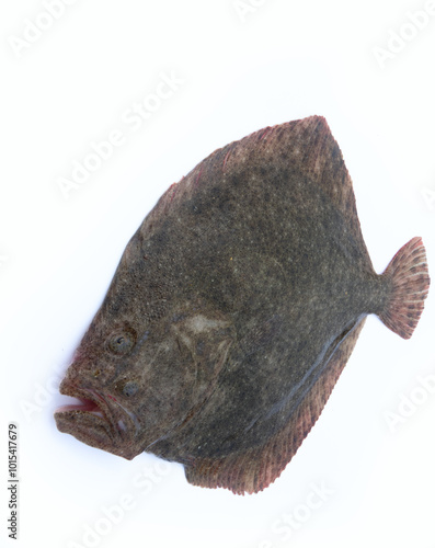 Black Sea turbot (Psetta maeotica) demersal fish. Azov smaller subspecies of flounder Scophthalmus maeoticus torosus adapted to fine-sanded bottom, adaptive behaviour, disruptive coloration. Isolated