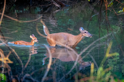 This White Tail Deer and baby Fawn Wander Carefully through a flood swollen creek in Kansas. Heavy rain and high water can become dangerous for deer in nature.