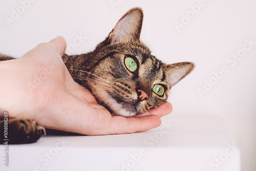 Cute mackerel tabby cat relaxing and enjoying caresses of his human. Male hand petting domestic european shorthair cat.