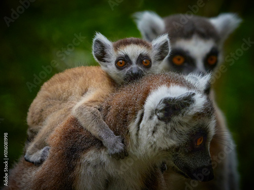 Close-up family of ring tailed lemurs (catta lemurs) with baby